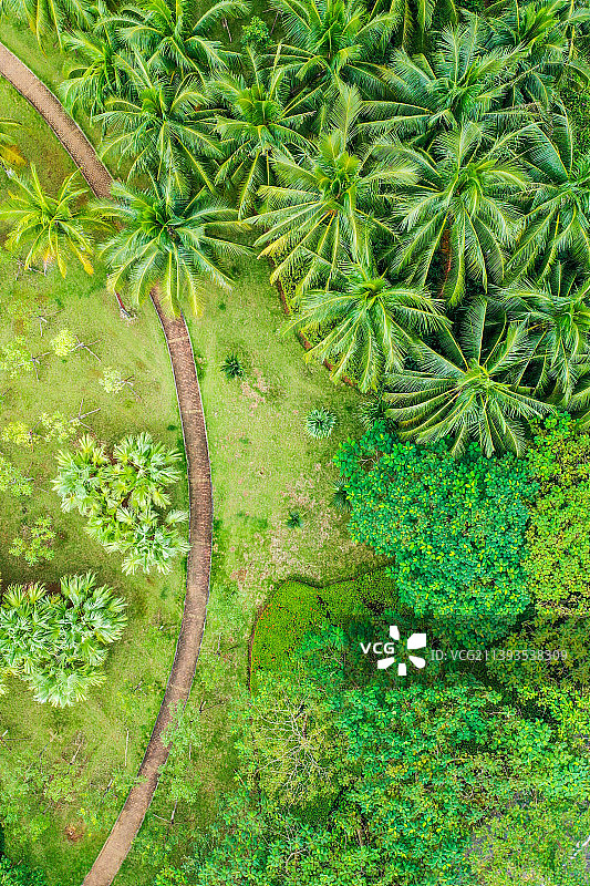 航拍海南海口街心广场绿地 热带植物绿化带图片素材