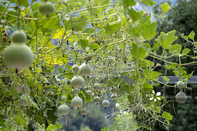 恩施生态农家院子里的葫芦图片素材