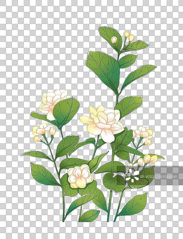茉莉花图片素材