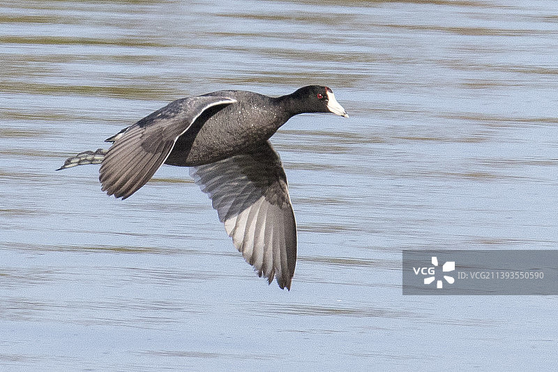 美国骨顶鸡飞翔图片素材