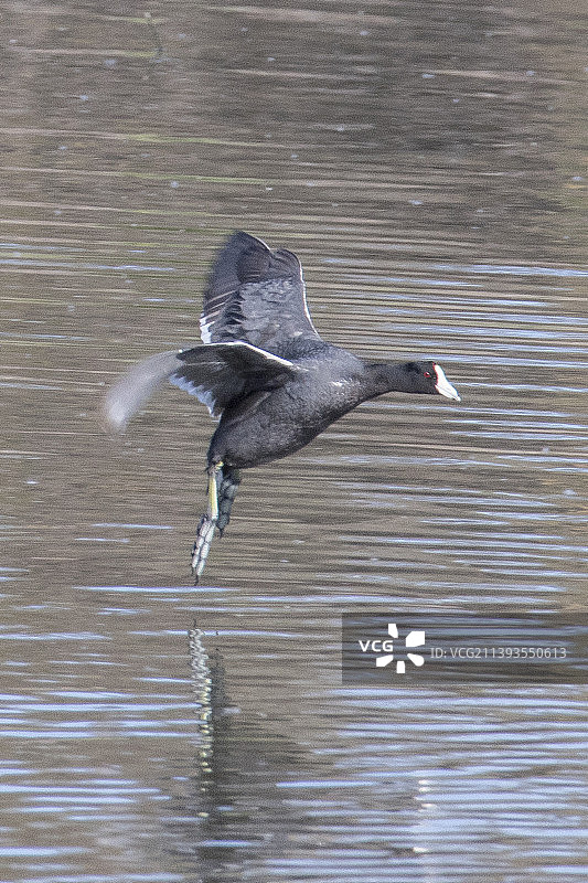 美洲骨顶鸡降落图片素材