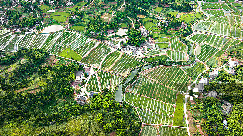 航拍川东丘陵绿色稻田图片素材