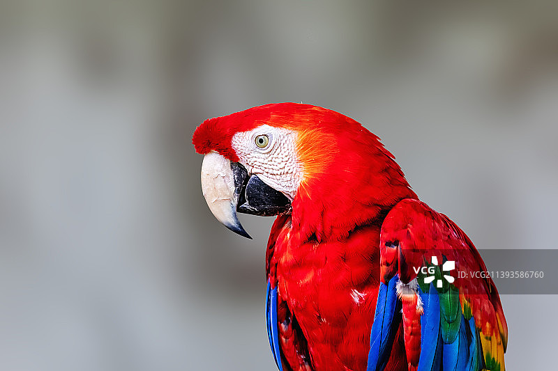 绯红金刚鹦鹉图片素材