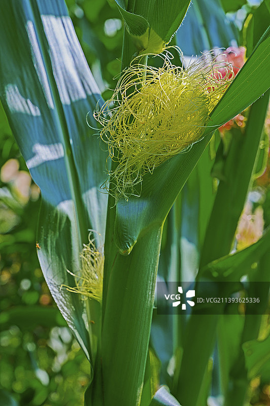 玉米须图片素材