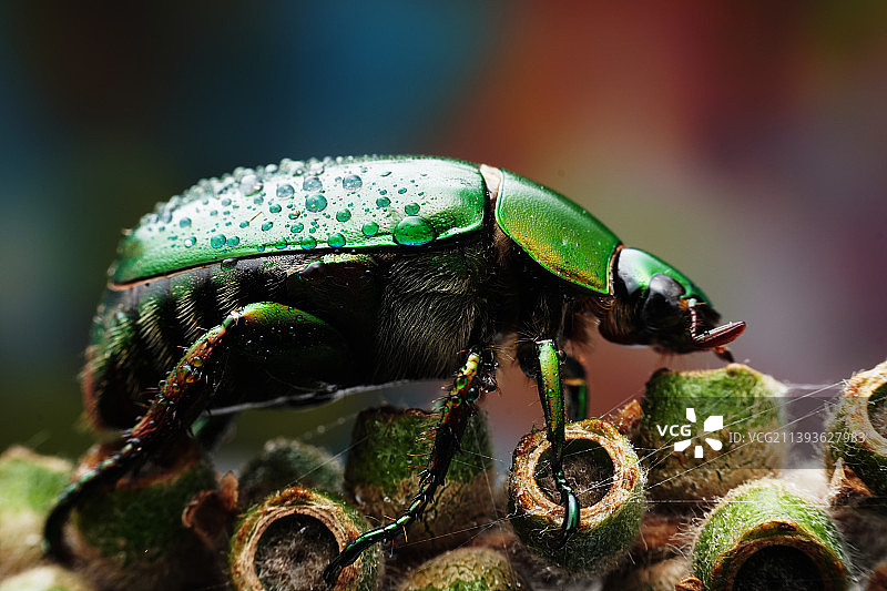 金龟子图片素材