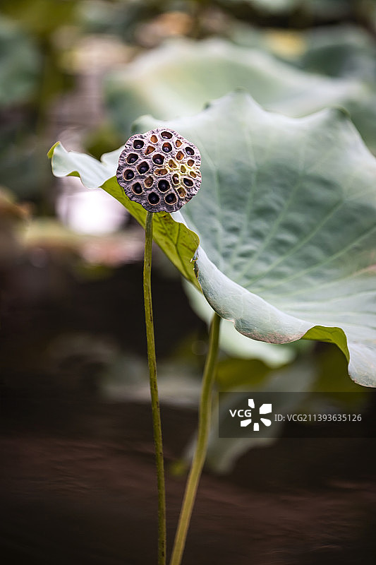 莲蓬荷塘图片素材