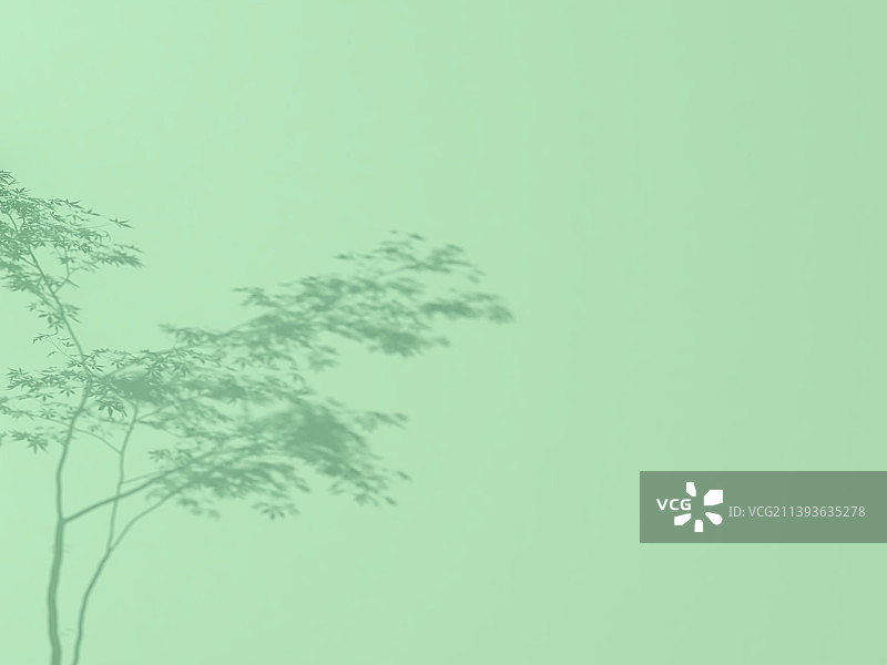 树叶的影子图片素材