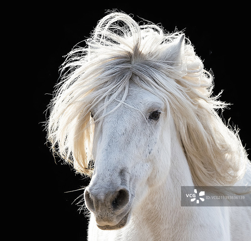 蒙古马图片素材