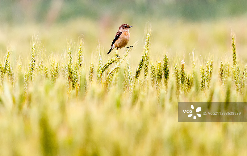 黑喉石䳭图片素材