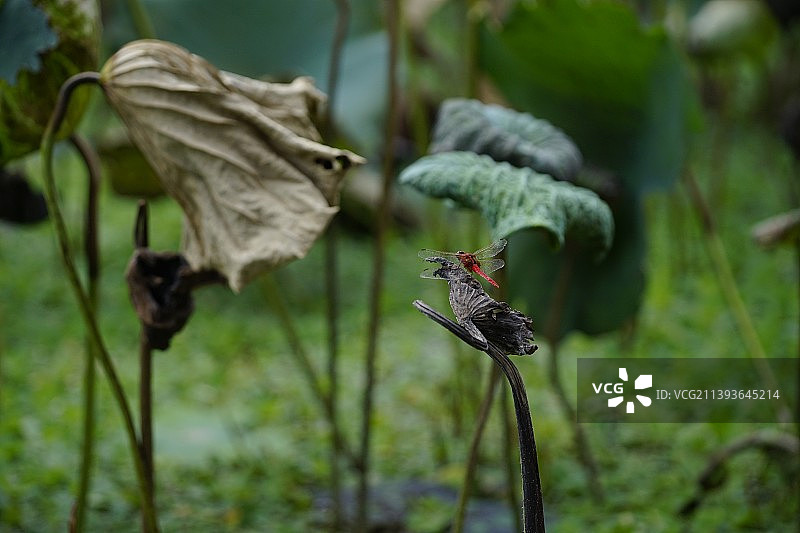 一只红蜻蜓的舞台图片素材