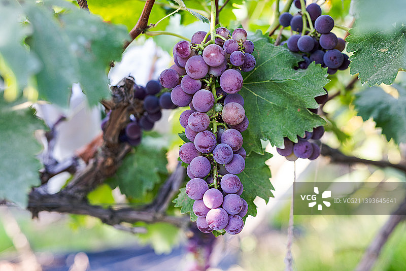 葡萄树上成熟的葡萄特写图片素材