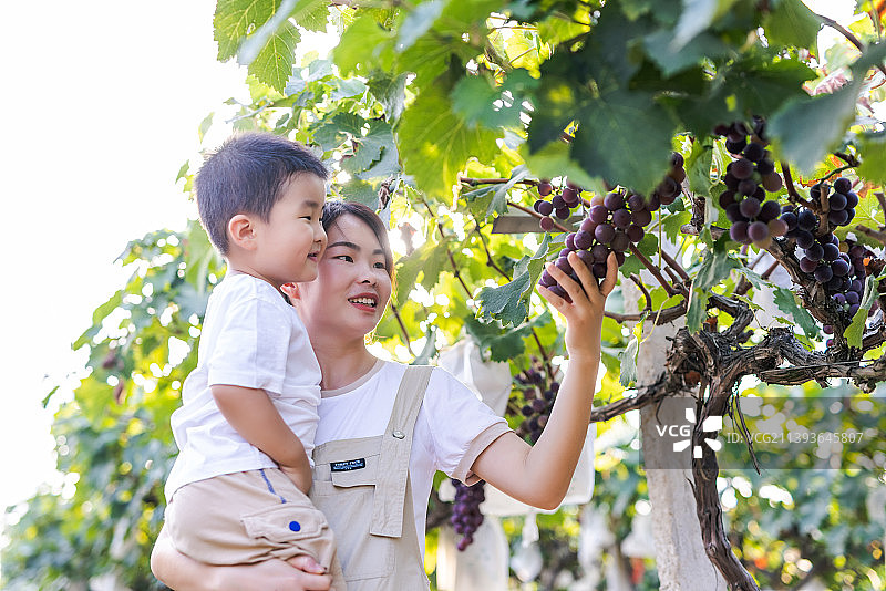 一位年轻亚洲妈妈带着儿子在葡萄园采摘葡萄图片素材