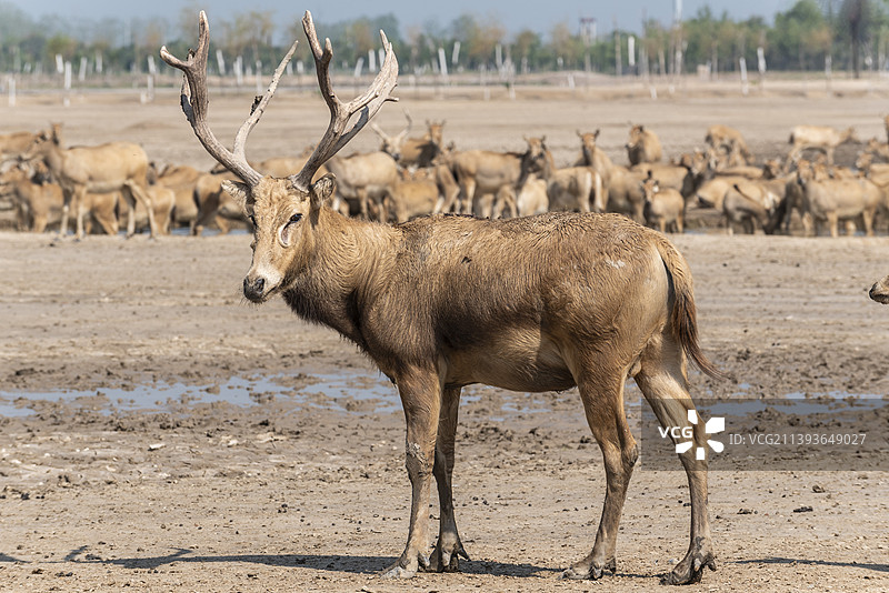 麋鹿图片素材