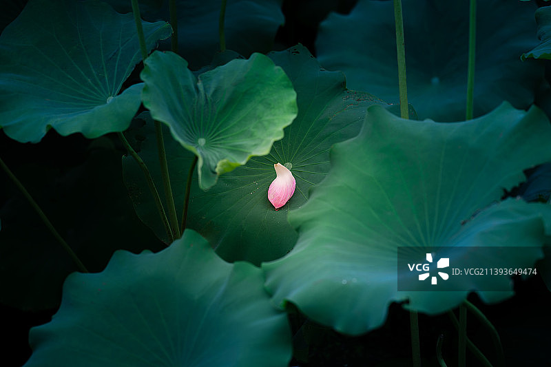 花落无声图片素材