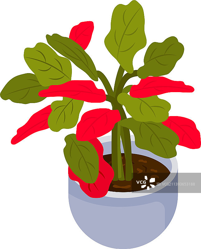 紫锥菊图片素材