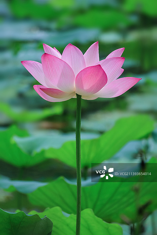 阳光下荷塘里荷叶围绕一朵盛开的粉色荷花观音莲图片素材