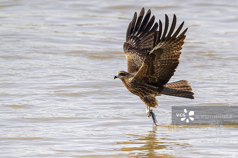 水面捉鱼•黑鸢图片素材
