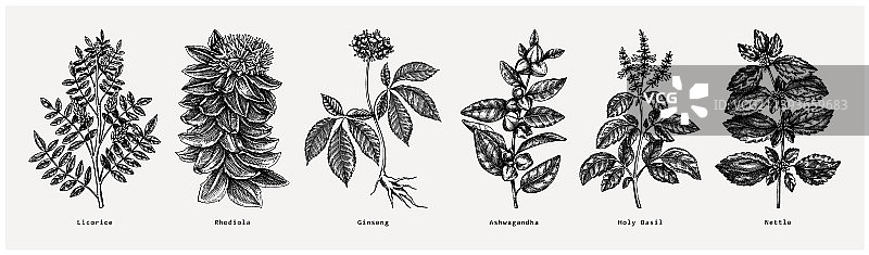 手绘适应原植物合集图片素材