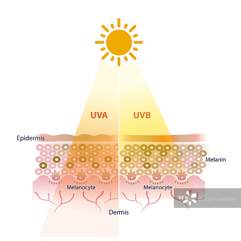 UVA和UVB射线穿透皮肤层图片素材