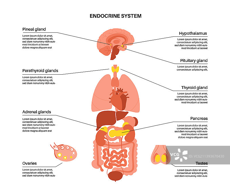 人类内分泌系统图片素材