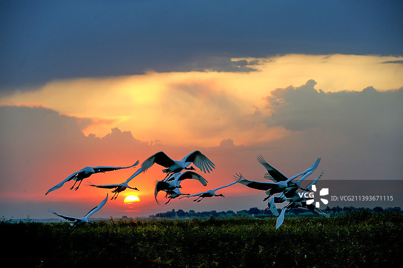 吉林向海湿地的丹顶鹤图片素材