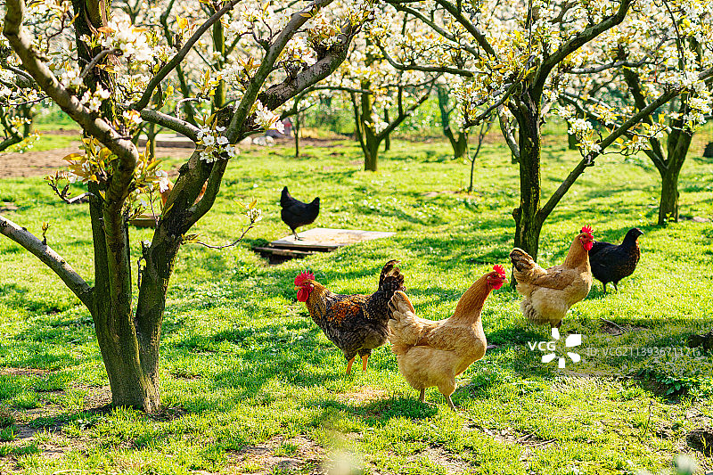 果园里养殖的鸡图片素材