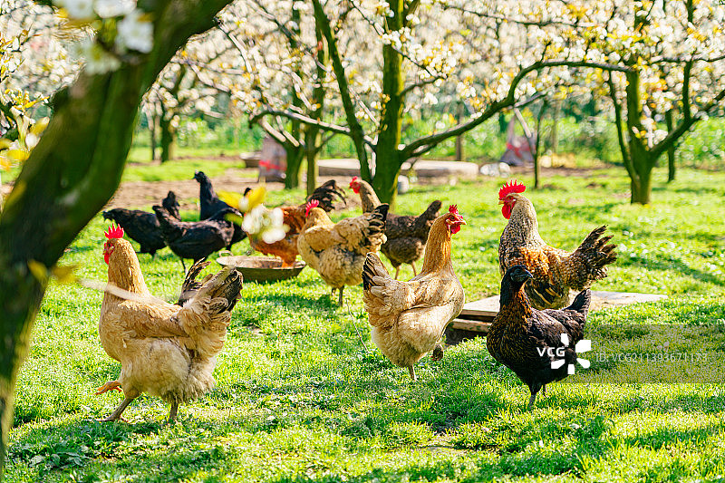 果园里养殖的鸡图片素材