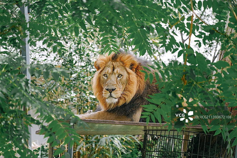 丛林中的金毛雄狮图片素材