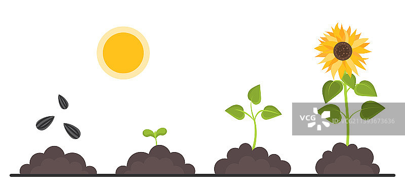 植物生长阶段图片素材