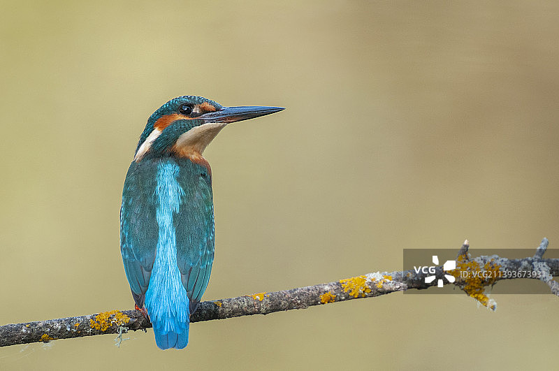 西班牙阿雷纳斯圣贝德罗栖息在树枝上的翠鸟特写图片素材