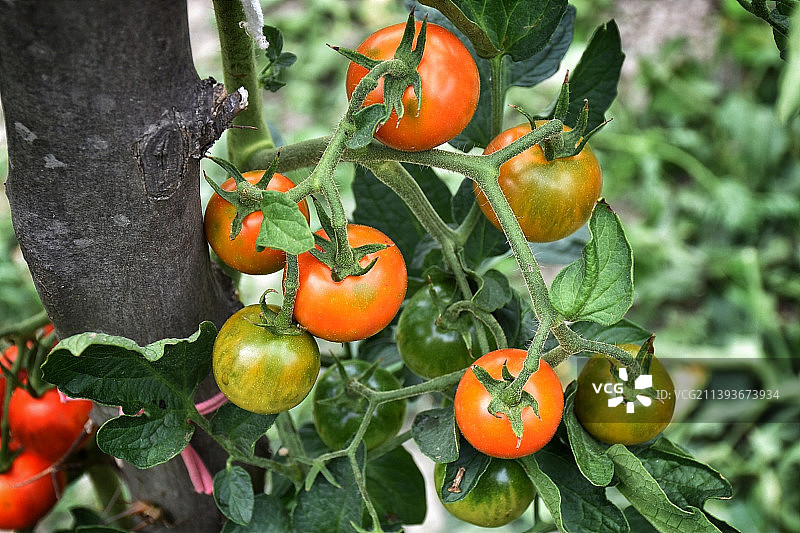 西红柿在植物上生长的特写图片素材