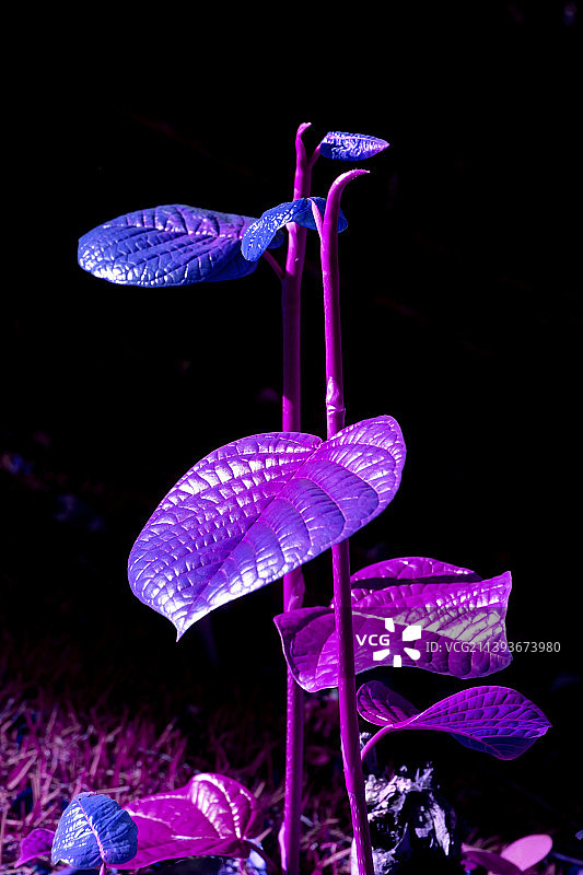 黑色背景上被照亮的紫色植物特写，格拉玛多，南里奥格兰德州，巴西图片素材