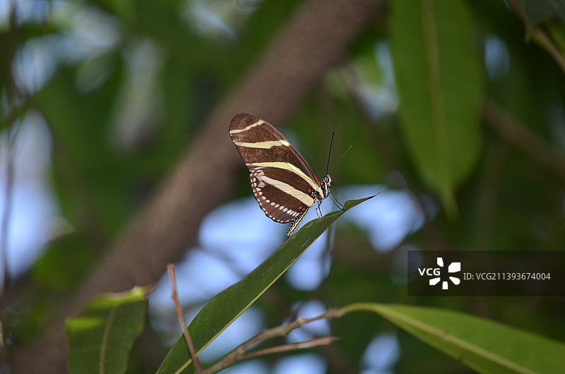 带有红色标记的珍贵斑马蝴蝶图片素材