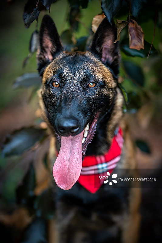 波兰，吐舌的纯种牧羊犬肖像图片素材