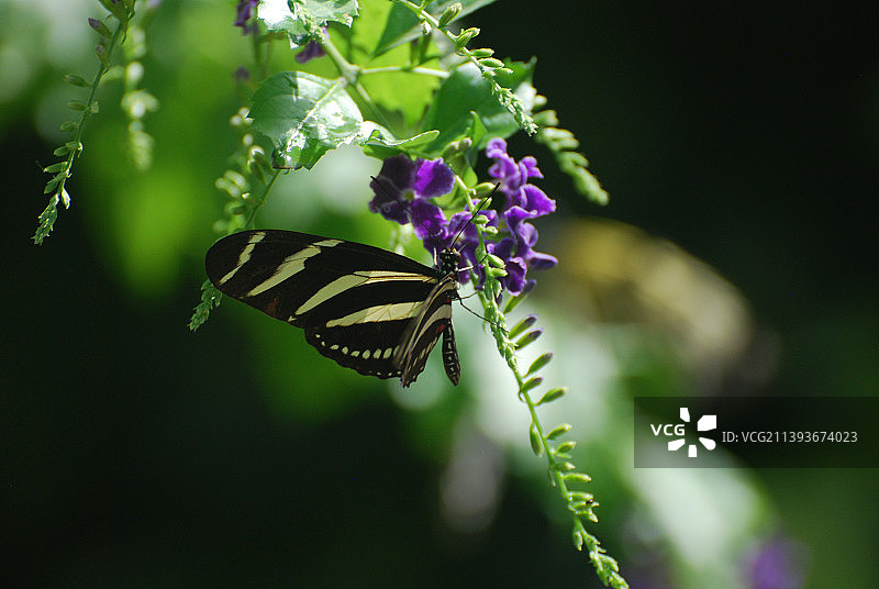 春天里奇妙的黑白斑马蝴蝶图片素材