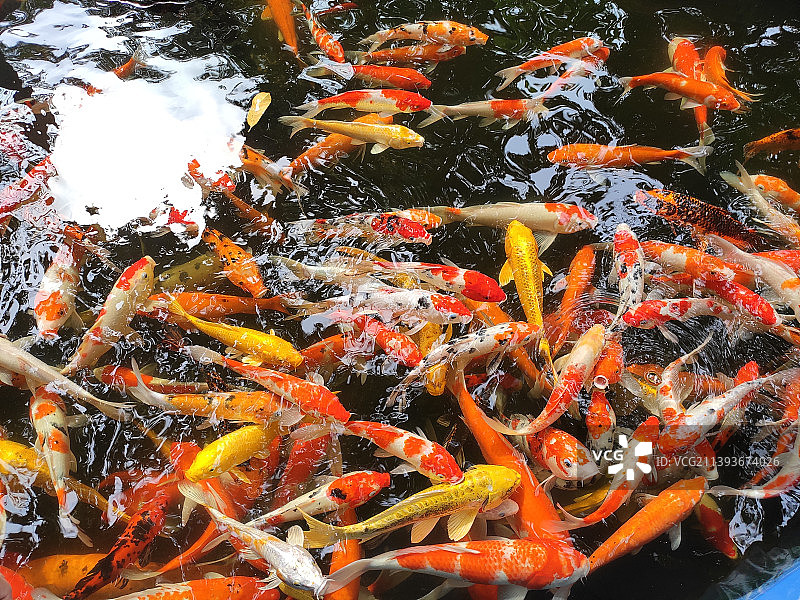 池塘中锦鲤鱼的俯视角度照片图片素材