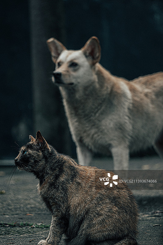坐在街上的流浪猫狗肖像图片素材