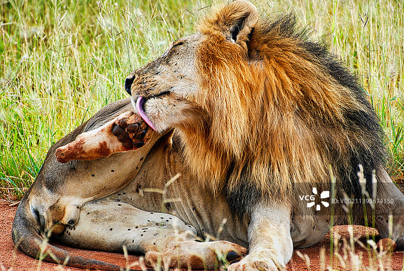 伊林加，坦桑尼亚：草地上休息的狮子特写图片素材