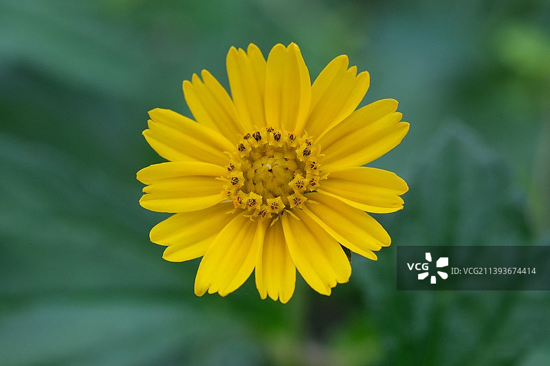 黄花特写图片素材
