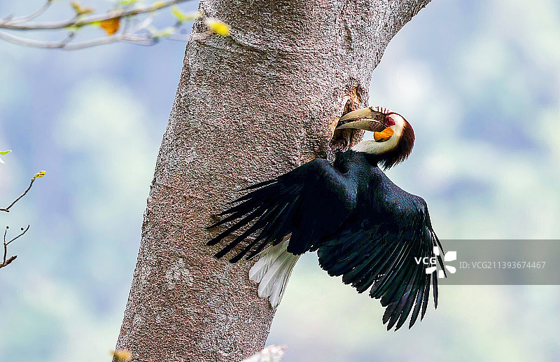 花冠皱盔犀鸟图片素材