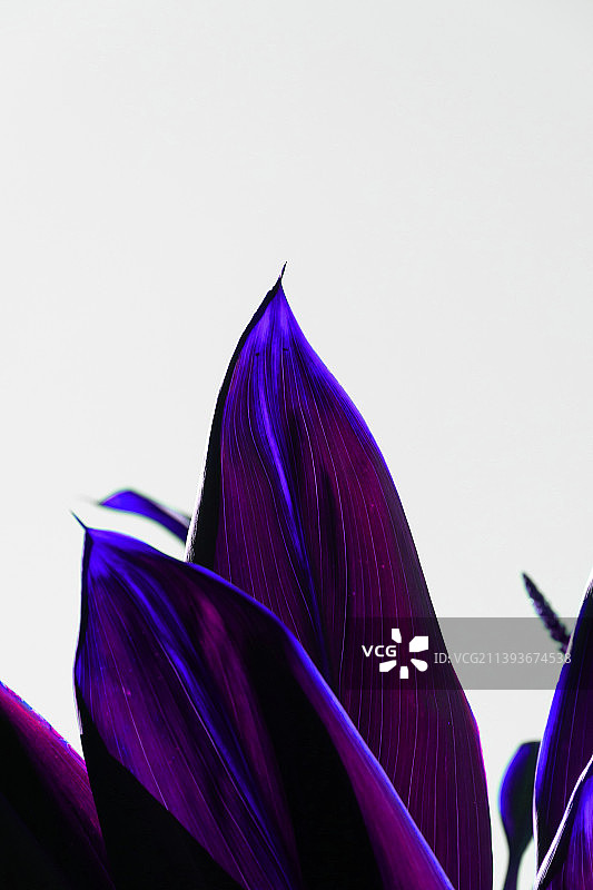 巴西南里奥格兰德州格拉马多白色背景下的紫色羽毛特写图片素材