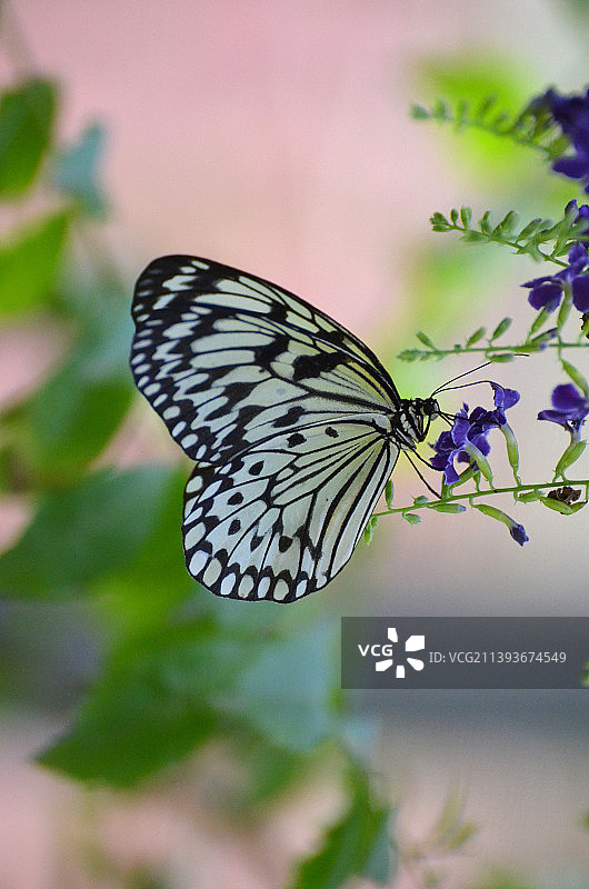 白色树 nymph 为紫色花朵授粉图片素材