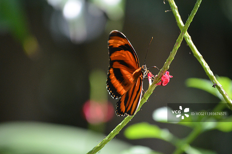 春天里可爱的橙色橡树虎图片素材
