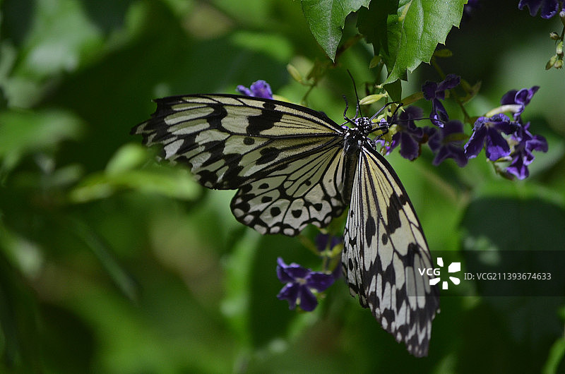 翅膀展开的美丽的白树 nymph 蝴蝶图片素材