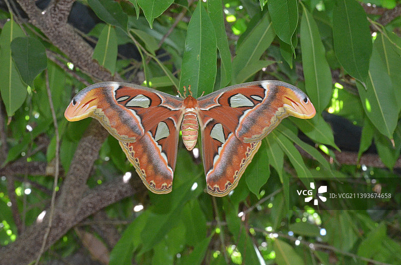 精美的皇蛾特写图片素材