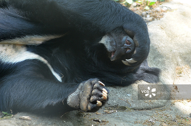 太阳熊用爪子遮住眼睛玩捉迷藏图片素材