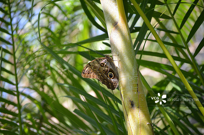 阳光下栖息的棕色莫尔福蝴蝶图片素材