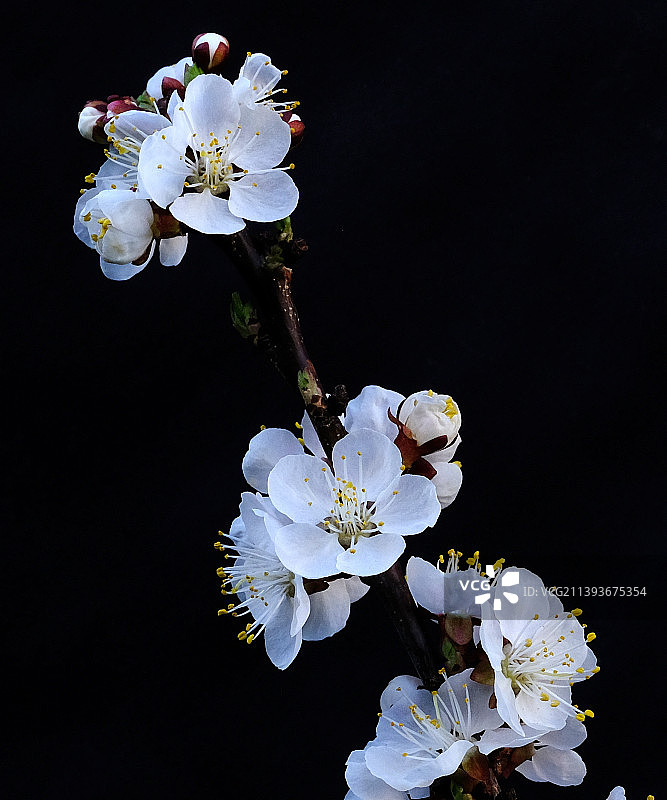土耳其安卡拉盛开的杏花图片素材