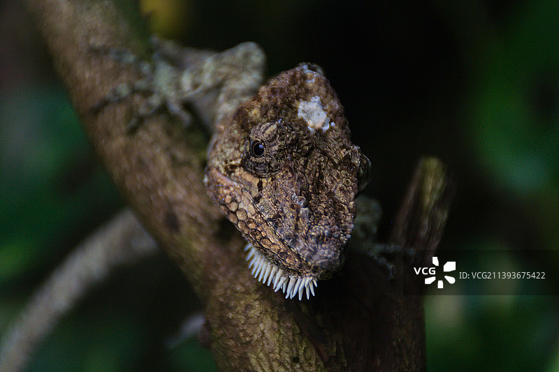 树枝上的变色龙特写图片素材