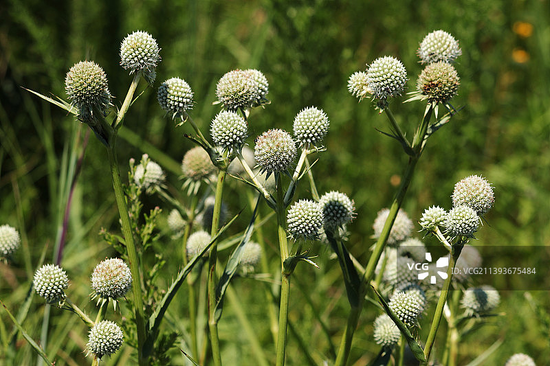 美国草原州立公园田野上的植物特写图片素材